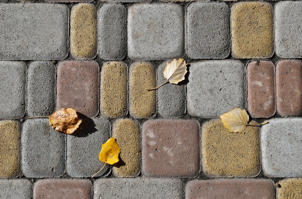 Several fallen leaves on the modern tiled sidewalk