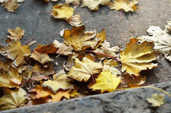 Ziemi pokryte autumn odchodzi — Zdjęcie stockowe