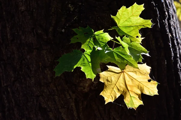 Foglie d'acero nel vecchio albero — Foto Stock