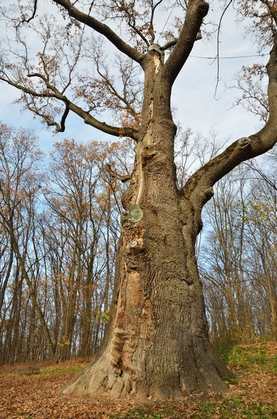 Maksym Zalizniak's oak in the legendary — Stock Photo, Image