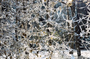 Kış park gece görünümü
