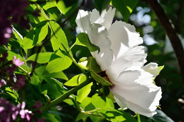 牡丹の太陽に照らされた花 — ストック写真