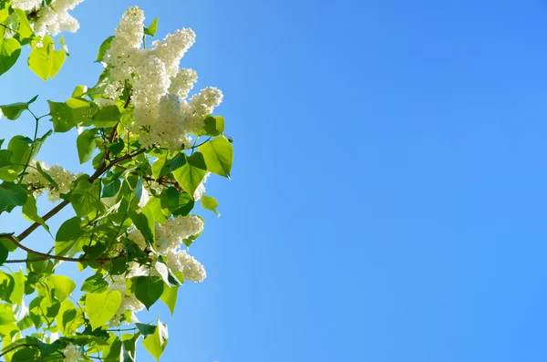 Blommande Syren mot den blå himlen — Stockfoto