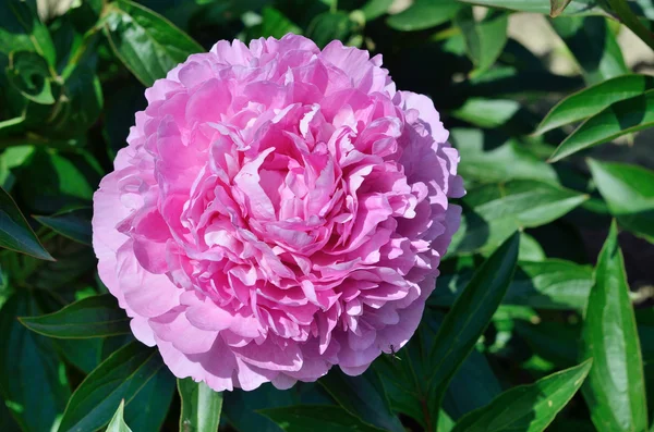 Una flor rosa de peonía —  Fotos de Stock