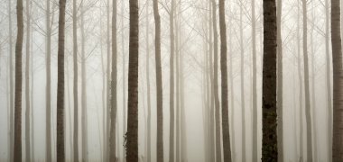Young bare trees in the fog clipart