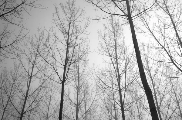 Young bare trees in the fog — Stock Photo, Image