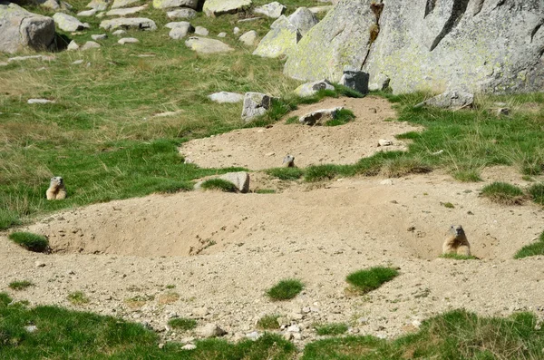 Marmotas selvagens no prado alpino — Fotografia de Stock