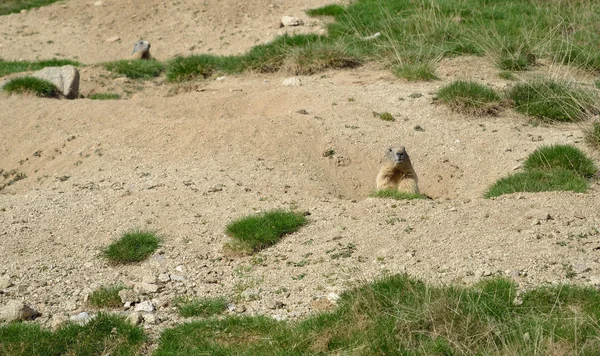 Marmotas salvajes en el prado alpino — Foto de Stock