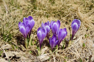 Mor çiçekli çiğdemler