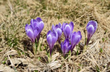 Mor çiçekli çiğdemler