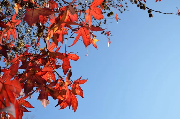 Sfondo autunno — Foto Stock