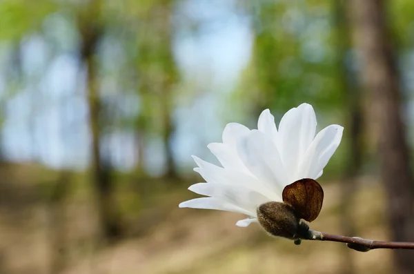 Flower of magnolia in the spring park — Stock Photo, Image