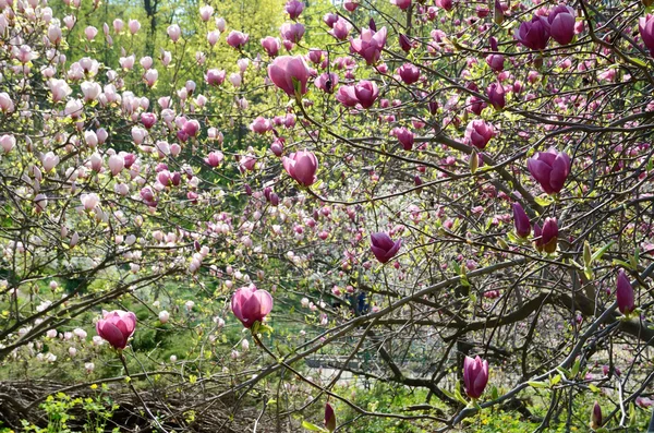 Цветущие деревья магнолии — стоковое фото
