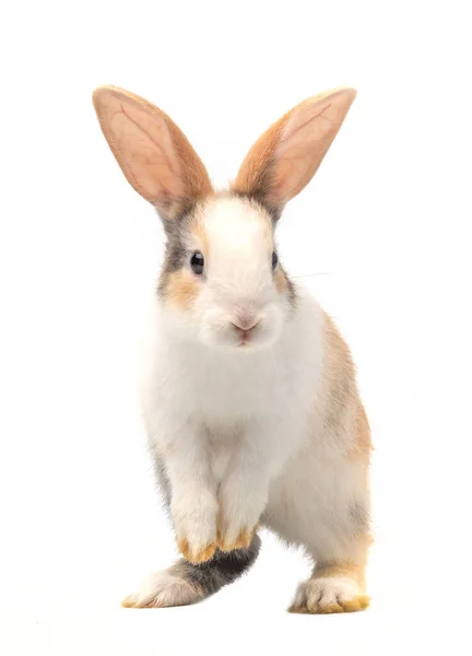 Dreifarbiges Neugeborenes Kaninchen Das Steht Und Nach Oben Schaut Studioaufnahme — Stockfoto