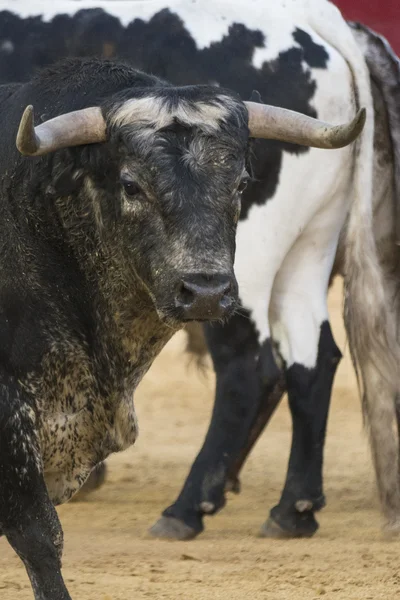 Rosto de um touro — Fotografia de Stock