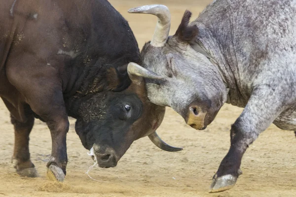 Dos toros peleando Imágenes de stock libres de derechos