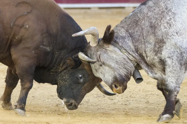 Två tjurar kämpar Royaltyfria Stockfoton