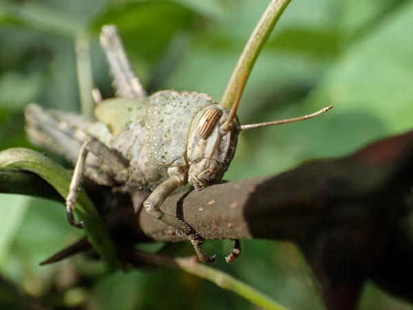 Grasshoper — Stock Photo, Image