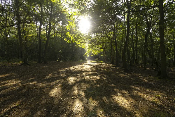 Amanhecer pelas árvores — Fotografia de Stock