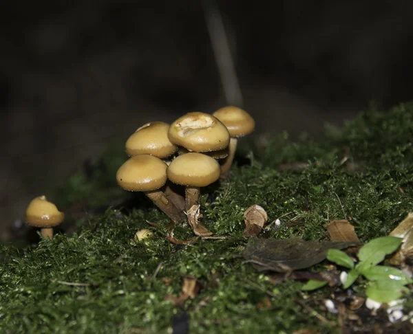 Kükürt tutam mantarlar