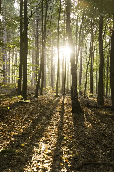 日の出考え秋の森 — ストック写真