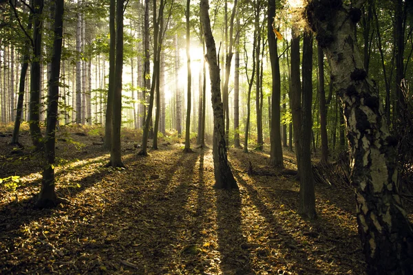 Dawn przez jesień las — Zdjęcie stockowe