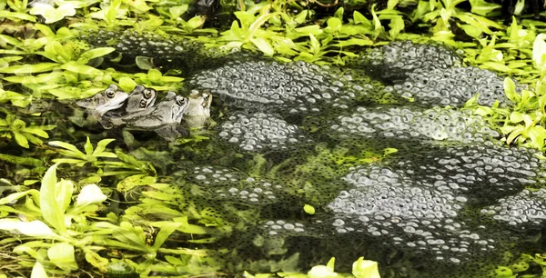Kurbağalar tetikte