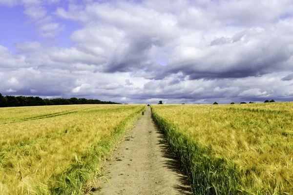 Sarı buğday alan yol