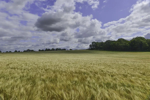Vista sobre el campo de trigo — Foto de Stock