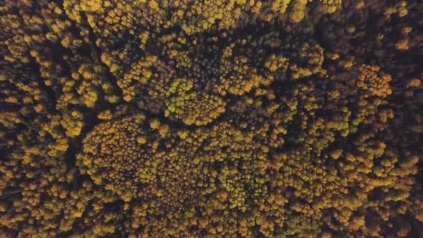 Vista aérea do drone da floresta do outono, conceito da natureza selvagem. Clipe. Vista superior de topos de árvores de cores verdes, amarelas e laranja em um dia ensolarado. — Vídeo de Stock