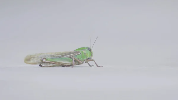 Close-up de gafanhoto verde com asas no fundo branco. Estoque. Gafanhoto comum verde sobre fundo isolado branco. Macrocosmo de insetos — Fotografia de Stock