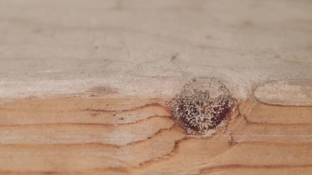Close-up of wood Board texture. Action. Macro photography of cut and processed wood. Beautiful details and lines of wooden Board — Stock Video