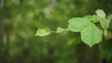 Bulanık yeşil arka planda yeşil yaprakların yakın çekimi. Başla. Yeşil yapraklı yumuşak dal yaz günü hafif rüzgarda sallanıyor.