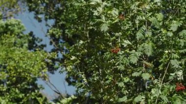 Mavi gökyüzünün arka planında yeşil yapraklı ağaç dalları hışırdıyor. Başla. Dalları sallanan güzel ve sulu yeşil yapraklar. Ağaçların yeşili mavi gökyüzüyle çelişiyor