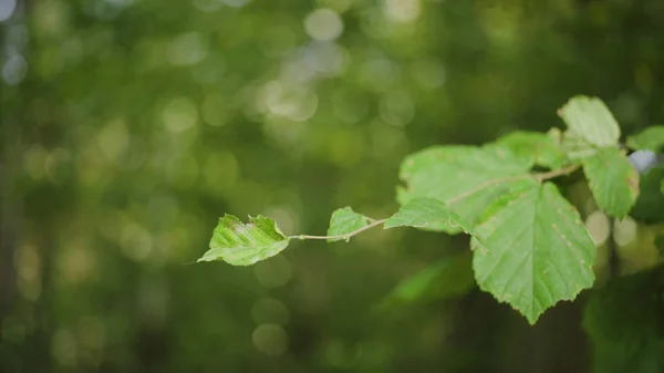 Close-up de folhas verdes no fundo verde desfocado. Acção. Ramo macio com folhas verdes oscila no vento leve no dia de verão — Fotografia de Stock