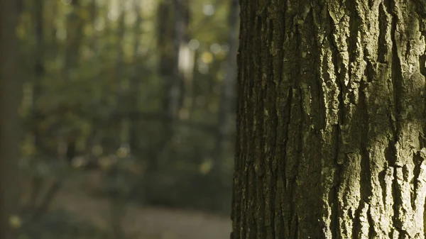 Suns rays falling on tree trunk. Action. Close-up of beautiful texture of old tree trunk on blurry green forest background. Warm sun illuminates tree trunk