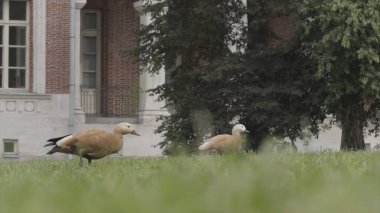 Yaz çimlerinde iki güzel kuş. Başla. Yiyecek arayan ve kırmızı tuğla binanın önündeki yeşil çimlerin üzerinde yürüyen lanet olası raflar..