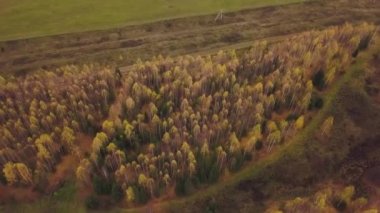 Sarı orman ve yeşil arazili sonbahar manzarası. Şarjör. Güzel tarım arazileri ve orman manzarası sonbaharın başlarında, çiftçilik ve çiftçilik kavramı.