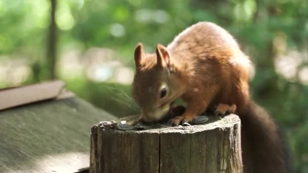 Close up de um esquilo vermelho bonito com orelhas de pontas longas em uma cena de verão. Clipe. Esquilo sentado no toco e comendo sementes no fundo da floresta turva. — Vídeo de Stock