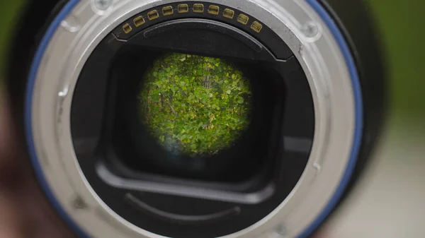 Groene bomen gereflecteerd in cameralens. Actie. Camera lens is gericht op groene takken van bomen ritselen in de wind. Close-up van groene bladeren weerspiegeld in lens — Stockfoto