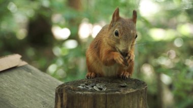 Yaz sahnesinde uzun sivri kulaklı, sevimli kırmızı bir sincaba yaklaş. Şarjör. Kömürde sincap oturuyor ve bulanık orman arka planında tohumları yiyor..