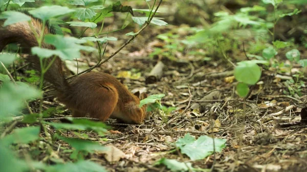 リスは食べ物を探している間に公園で晴れた日を楽しんでいます。クリップ。晴れた夏の日に森の床で食べ物のためのかわいい灰色のリスの採餌の終わり. — ストック写真