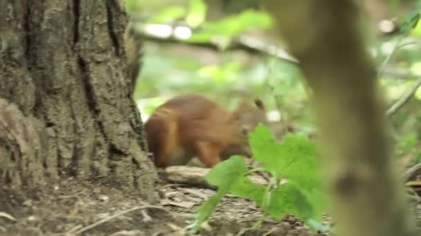 O esquilo desfruta de um dia ensolarado no parque enquanto procura comida. Clipe. Close up de esquilo cinzento bonito forrageamento para comida no chão da floresta em um dia ensolarado de verão. — Vídeo de Stock
