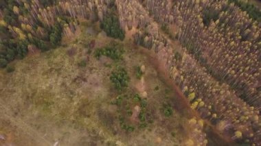 Karışık ormanda sonbahar renklerinin havadan görünüşü. Şarjör. Yeşil kozalaklı ağaçların üzerinde uçuyor ve neredeyse kel huş ağaçlarının tepesinde sarı nadir yapraklar var..