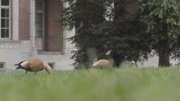 Zwei schöne Vögel auf dem Sommerrasen. Handeln. Ruddy Shelducks auf Nahrungssuche und auf dem grünen Gras vor roten und hippen Backsteingebäuden. — Stockvideo