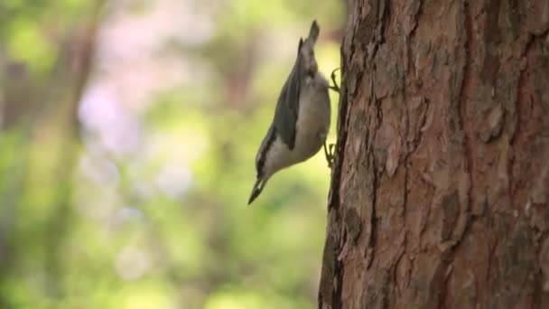 Großaufnahme von Kleiber auf Baum. Clip. Der kleine grau-weiße Vogel sitzt aufrecht im Baum. Wolga-Kleiber auf einem Baum im grünen Wald. Wilde Waldvögel — Stockvideo