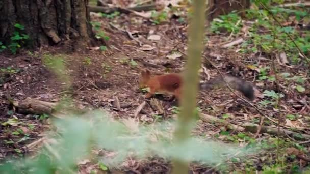 Ardilla roja cerca del árbol en verano. Clip. Hermosa ardilla con abrigo brillante corre a través del bosque. Ardilla salvaje huele huellas cerca del árbol. Bosque animales salvajes — Vídeos de Stock