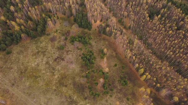 Vista aérea das cores de outono na floresta mista. Clipe. Voando acima de árvores coníferas verdes e bétulas quase carecas com folhas raras amarelas no topo. — Fotografia de Stock