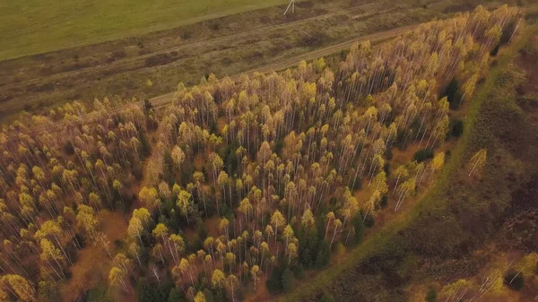 Paisagem de outono com floresta amarela e campo verde. Clipe. Vista aérea de belas terras agrícolas e borda da floresta no início do outono, conceito de pecuária e agricultura. — Fotografia de Stock