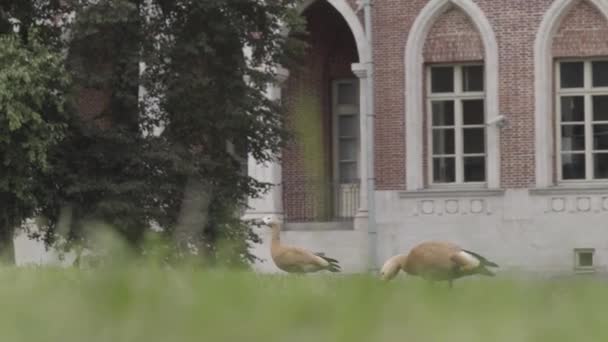 Zwei schöne Vögel auf dem Sommerrasen. Handeln. Ruddy Shelducks auf Nahrungssuche und auf dem grünen Gras vor roten und hippen Backsteingebäuden. — Stockvideo